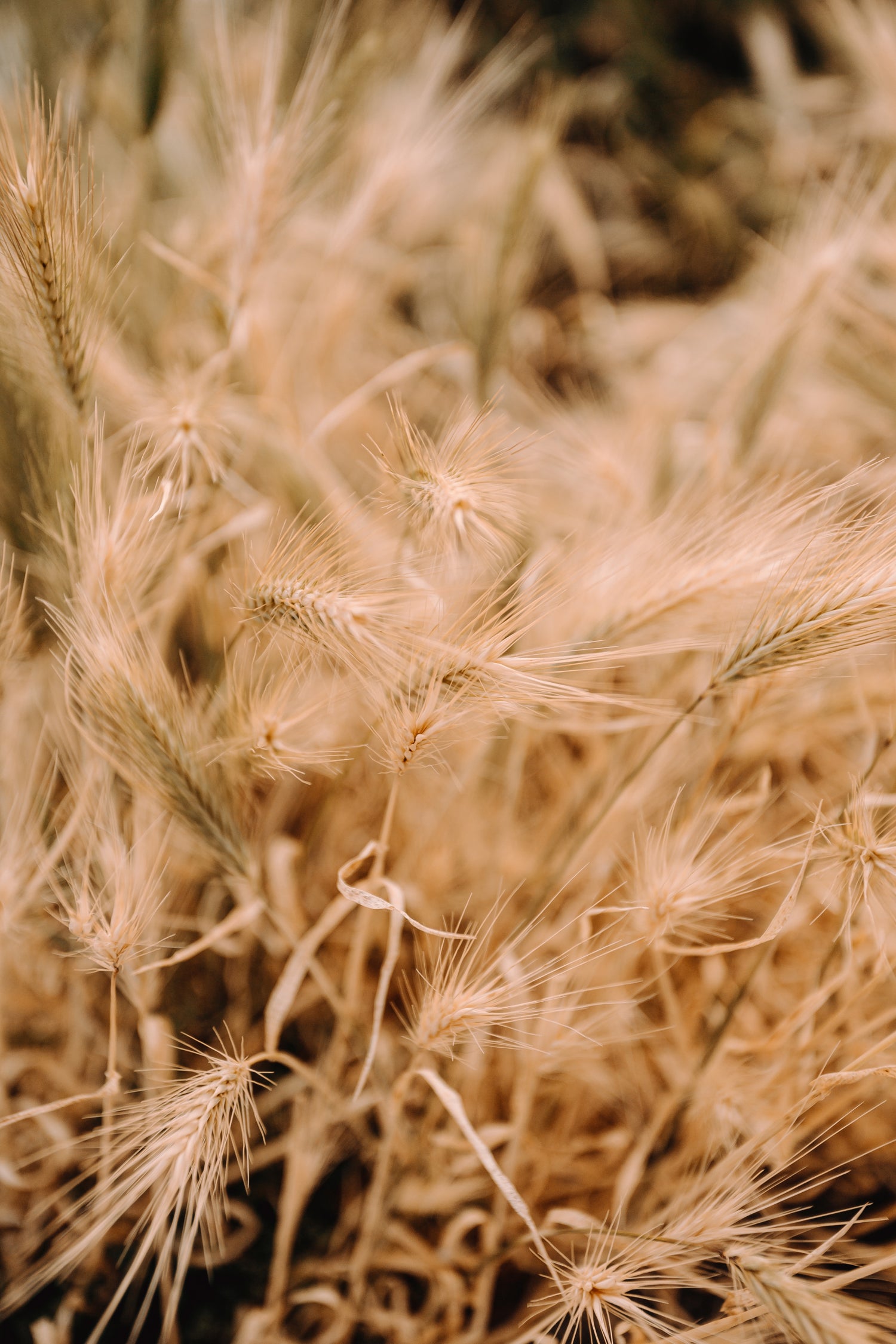 Gros plan sur des épis de blés dans un champ